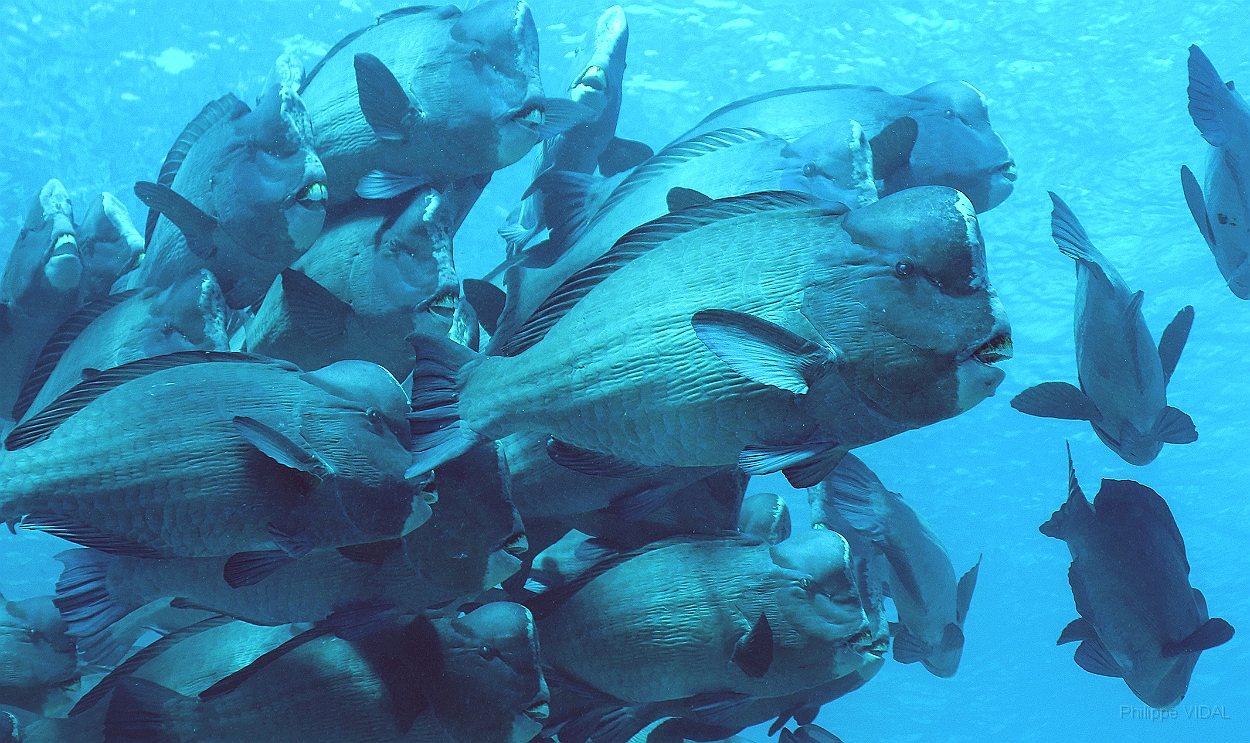 Sipadan_2015_Poisson perroquet a bosse_Bolbometopon muricatum_IMG_2193_rc.jpg